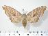 (Laothoe amurensis amurensis - BC-Hax2496)  @15 [ ] Copyright (2010) Unspecified Research Collection of Jean Haxaire