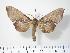  (Laothoe amurensis - BC-Hax2498)  @15 [ ] Copyright (2010) Unspecified Research Collection of Jean Haxaire