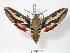  ( - BC-Hax2593)  @14 [ ] Copyright (2010) Unspecified Research Collection of Jean Haxaire