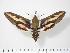  ( - BC-Hax2599)  @14 [ ] Copyright (2010) Unspecified Research Collection of Jean Haxaire