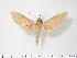  (Theretra capensis - BC-Hax2709)  @14 [ ] Copyright (2010) Unspecified Research Collection of Jean Haxaire