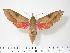  ( - BC-Hax2712)  @14 [ ] Copyright (2010) Unspecified Research Collection of Jean Haxaire