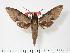  (Theretra natashae - BC-Hax2721)  @15 [ ] Copyright (2010) Unspecified Research Collection of Jean Haxaire