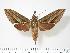  (Theretra hausmanni - BC-Hax2753)  @15 [ ] Copyright (2010) Unspecified Research Collection of Jean Haxaire