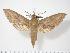  (Theretra latreillii - BC-Hax2761)  @15 [ ] Copyright (2010) Unspecified Research Collection of Jean Haxaire