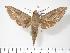  ( - BC-Hax2762)  @15 [ ] Copyright (2010) Unspecified Research Collection of Jean Haxaire