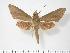  (Theretra tryoni - BC-Hax2768)  @15 [ ] Copyright (2010) Unspecified Research Collection of Jean Haxaire