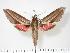  ( - BC-Hax2778)  @13 [ ] Copyright (2010) Unspecified Research Collection of Jean Haxaire