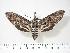  ( - BC-Hax2816)  @14 [ ] Copyright (2010) Unspecified Research Collection of Jean Haxaire