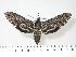  ( - BC-Hax2824)  @14 [ ] Copyright (2010) Unspecified Research Collection of Jean Haxaire