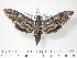  (Lintneria smithi - BC-Hax2843)  @14 [ ] Copyright (2010) Unspecified Research Collection of Jean Haxaire