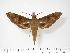  (Rhagastis lunata - BC-Hax2856)  @14 [ ] Copyright (2010) Unspecified Research Collection of Jean Haxaire