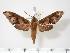  ( - BC-Hax2872)  @14 [ ] Copyright (2010) Unspecified Research Collection of Jean Haxaire