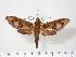  ( - BC-Hax2875)  @14 [ ] Copyright (2010) Unspecified Research Collection of Jean Haxaire