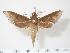  ( - BC-Hax2883)  @14 [ ] Copyright (2010) Unspecified Research Collection of Jean Haxaire
