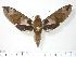  ( - BC-Hax2936)  @15 [ ] Copyright (2010) Unspecified Research Collection of Jean Haxaire