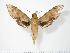  ( - BC-Hax2945)  @13 [ ] Copyright (2010) Unspecified Research Collection of Jean Haxaire