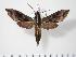  ( - BC-Hax2956)  @15 [ ] Copyright (2010) Unspecified Research Collection of Jean Haxaire