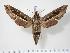  ( - BC-Hax2961)  @14 [ ] Copyright (2010) Unspecified Research Collection of Jean Haxaire