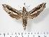  ( - BC-Hax2962)  @14 [ ] Copyright (2010) Unspecified Research Collection of Jean Haxaire
