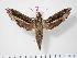  ( - BC-Hax2963)  @14 [ ] Copyright (2010) Unspecified Research Collection of Jean Haxaire
