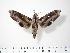  ( - BC-Hax2984)  @14 [ ] Copyright (2010) Unspecified Research Collection of Jean Haxaire