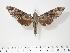  (Notonagemia analis scribae - BC-Hax3067)  @14 [ ] Copyright (2010) Unspecified Research Collection of Jean Haxaire