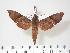  ( - BC-Hax3159)  @14 [ ] Copyright (2010) Unspecified Research Collection of Jean Haxaire