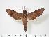  ( - BC-Hax3162)  @14 [ ] Copyright (2010) Unspecified Research Collection of Jean Haxaire