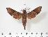  (Temnora funebris - BC-Hax3163)  @14 [ ] Copyright (2010) Unspecified Research Collection of Jean Haxaire