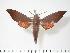  (Dahira rubiginosa - BC-Hax3293)  @14 [ ] Copyright (2010) Unspecified Research Collection of Jean Haxaire