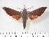  ( - BC-Hax3294)  @14 [ ] Copyright (2010) Unspecified Research Collection of Jean Haxaire