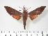  ( - BC-Hax3295)  @14 [ ] Copyright (2010) Unspecified Research Collection of Jean Haxaire