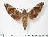  (Acosmeryx haxairei - BC-Hax3303)  @14 [ ] Copyright (2010) Unspecified Research Collection of Jean Haxaire