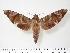  ( - BC-Hax3305)  @14 [ ] Copyright (2010) Unspecified Research Collection of Jean Haxaire