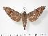  ( - BC-Hax3315)  @14 [ ] Copyright (2010) Unspecified Research Collection of Jean Haxaire