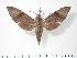  ( - BC-Hax3316)  @14 [ ] Copyright (2010) Unspecified Research Collection of Jean Haxaire