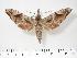  ( - BC-Hax3332)  @14 [ ] Copyright (2010) Unspecified Research Collection of Jean Haxaire