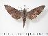  ( - BC-Hax3336)  @14 [ ] Copyright (2010) Unspecified Research Collection of Jean Haxaire