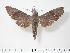  ( - BC-Hax3338)  @14 [ ] Copyright (2010) Unspecified Research Collection of Jean Haxaire