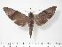  (Acosmeryx sinjaevi - BC-Hax3339)  @14 [ ] Copyright (2010) Unspecified Research Collection of Jean Haxaire