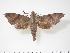  ( - BC-Hax3341)  @15 [ ] Copyright (2010) Unspecified Research Collection of Jean Haxaire