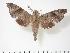  (Acosmeryx beatae - BC-Hax3342)  @15 [ ] Copyright (2010) Unspecified Research Collection of Jean Haxaire