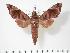  ( - BC-Hax3355)  @14 [ ] Copyright (2010) Unspecified Research Collection of Jean Haxaire