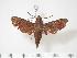  (Temnora zantus zantus - BC-Hax3369)  @14 [ ] Copyright (2010) Unspecified Research Collection of Jean Haxaire
