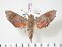  (Temnora murina - BC-Hax3376)  @14 [ ] Copyright (2010) Unspecified Research Collection of Jean Haxaire