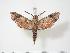  (Temnora plagiata - BC-Hax3381)  @14 [ ] Copyright (2010) Unspecified Research Collection of Jean Haxaire