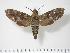  ( - BC-Hax3393)  @14 [ ] Copyright (2010) Unspecified Research Collection of Jean Haxaire