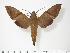  (Nephele aequivalens - BC-Hax3412)  @14 [ ] Copyright (2010) Unspecified Research Collection of Jean Haxaire