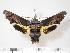  ( - BC-Hax3417)  @14 [ ] Copyright (2010) Unspecified Research Collection of Jean Haxaire